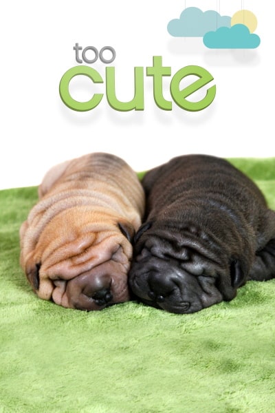 Too Cute - Season 2